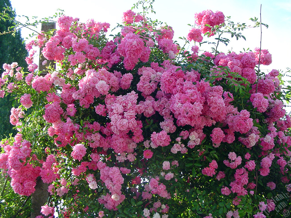 Pink rose photo.
