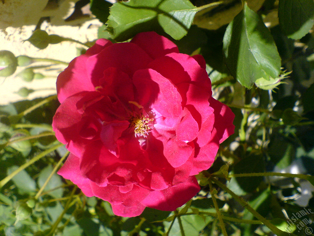 Red rose photo.
