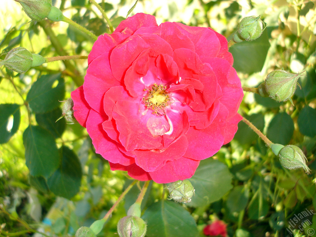Red rose photo.
