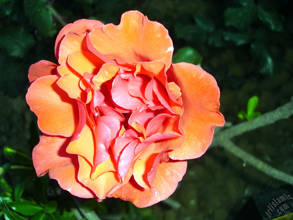 Red rose photo.
