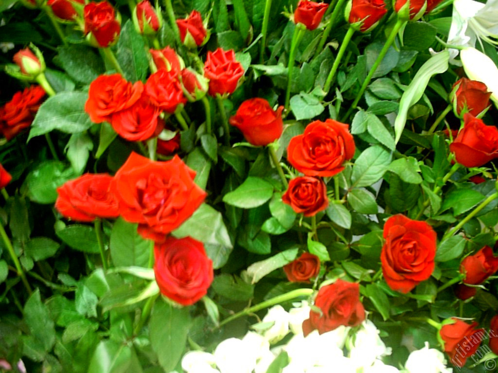 Red rose photo.

