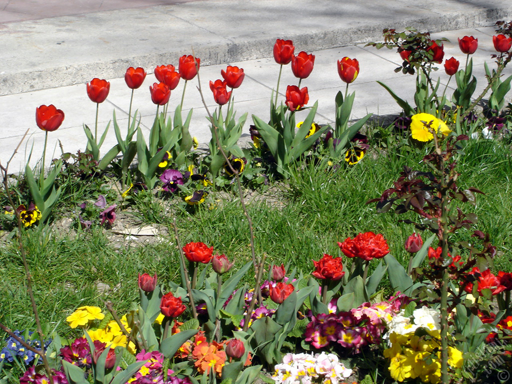 Red Turkish-Ottoman Tulip photo.

