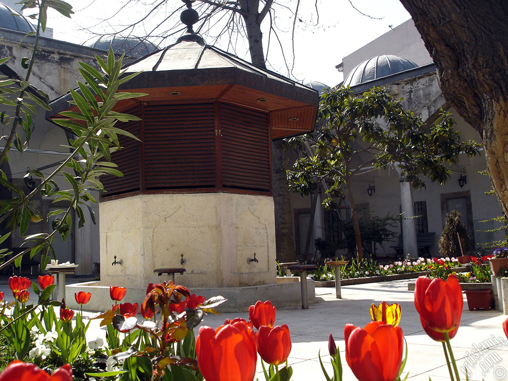 Red Turkish-Ottoman Tulip photo.

