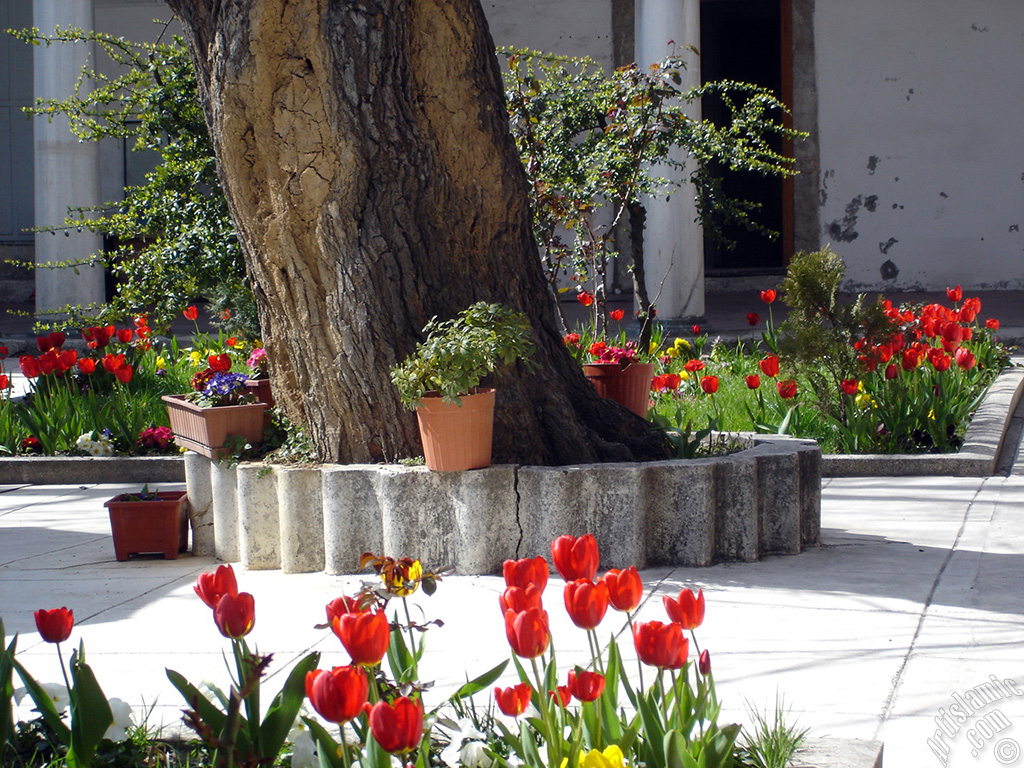 Red Turkish-Ottoman Tulip photo.
