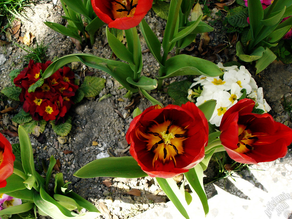 Red Turkish-Ottoman Tulip photo.
