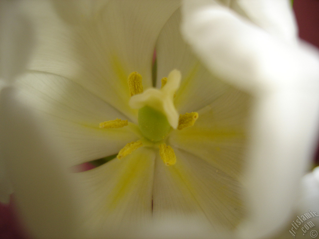 White color Turkish-Ottoman Tulip photo.
