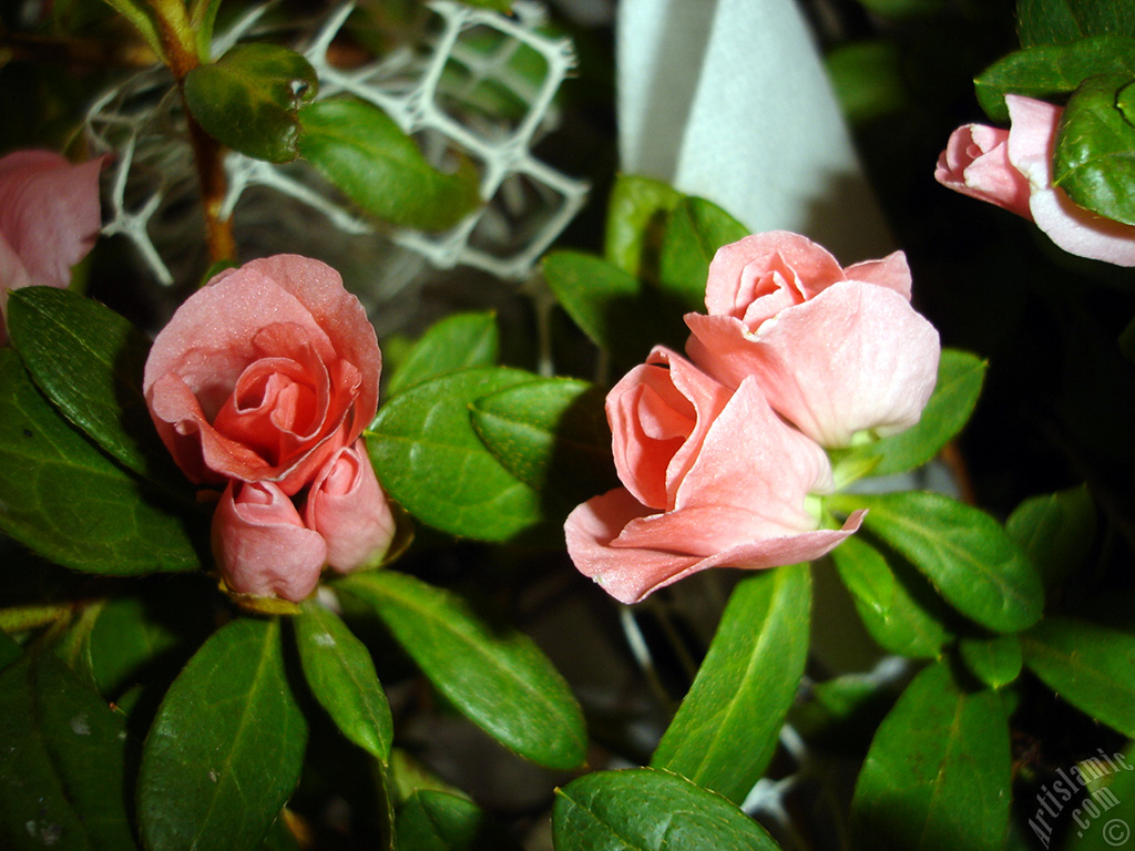Pink color Azalea -Rhododendron- flower.
