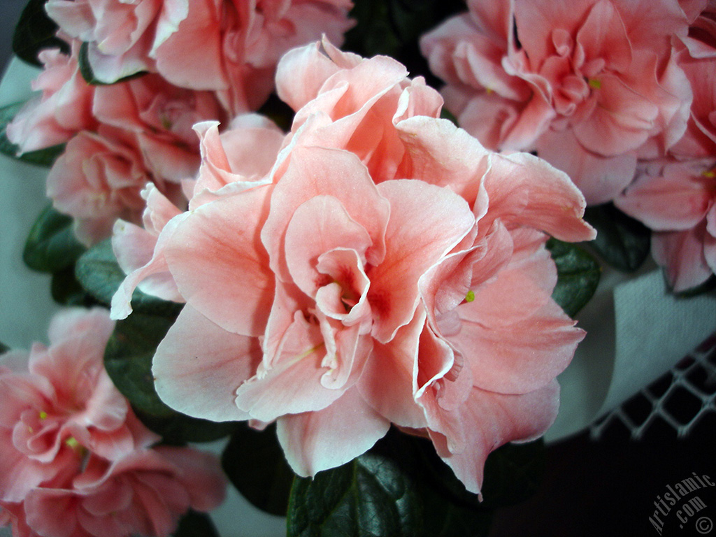 Pink color Azalea -Rhododendron- flower.
