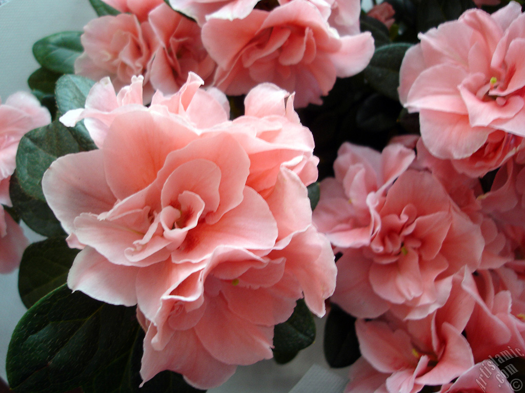 Pink color Azalea -Rhododendron- flower.

