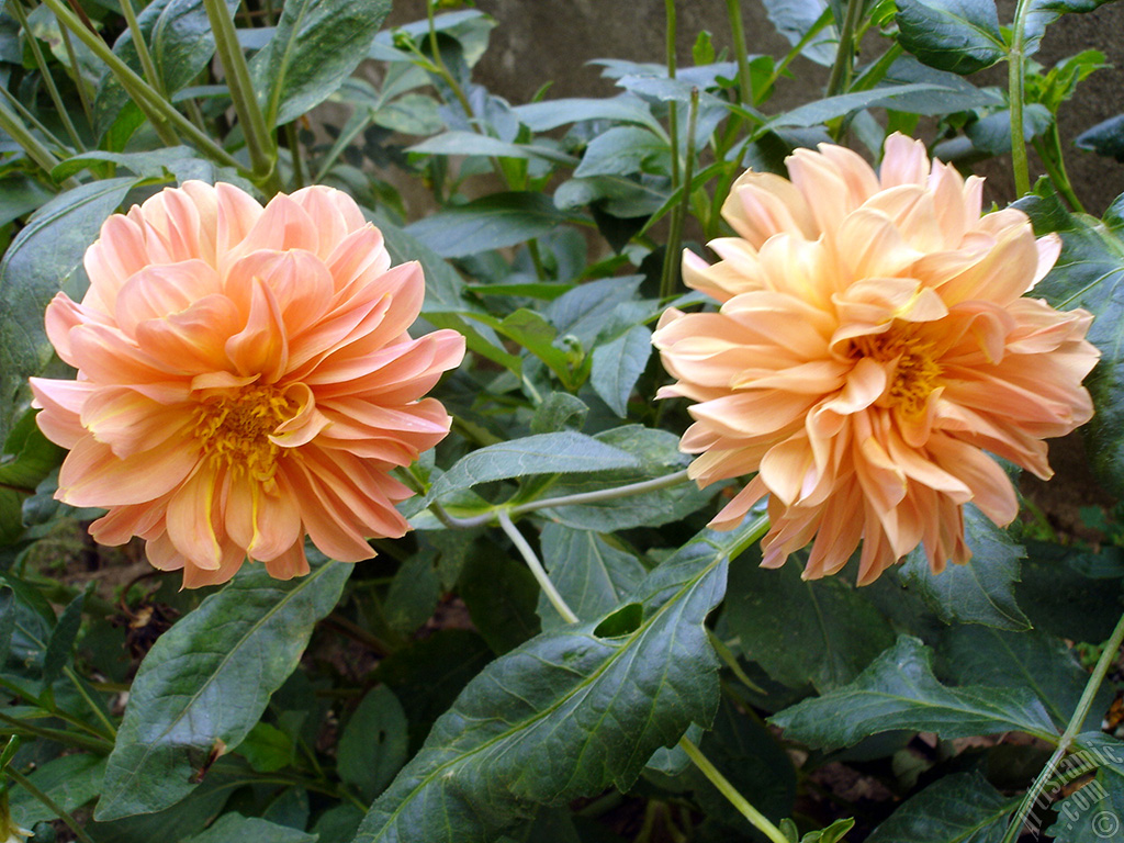 Dahlia flower.
