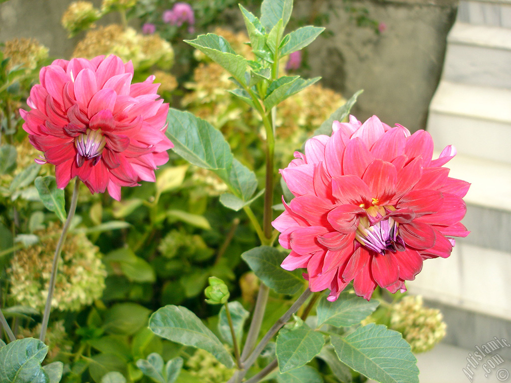 Dahlia flower.
