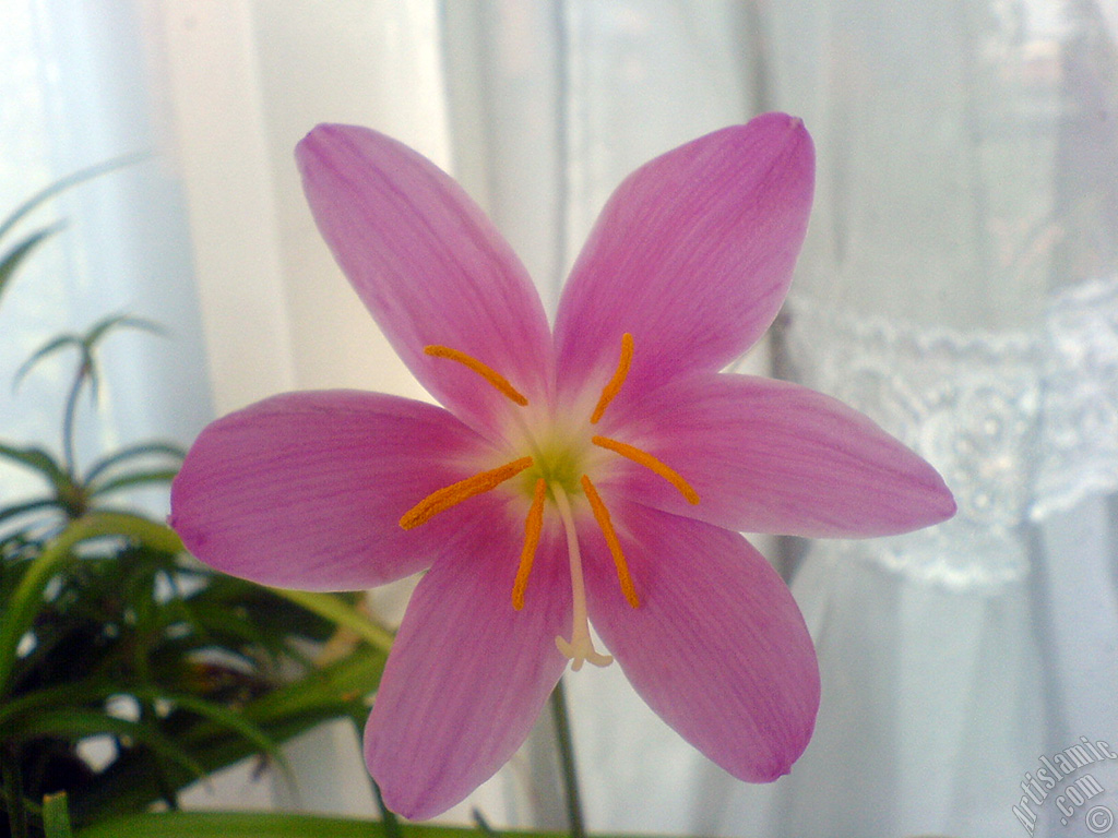 Pink color flower similar to lily.
