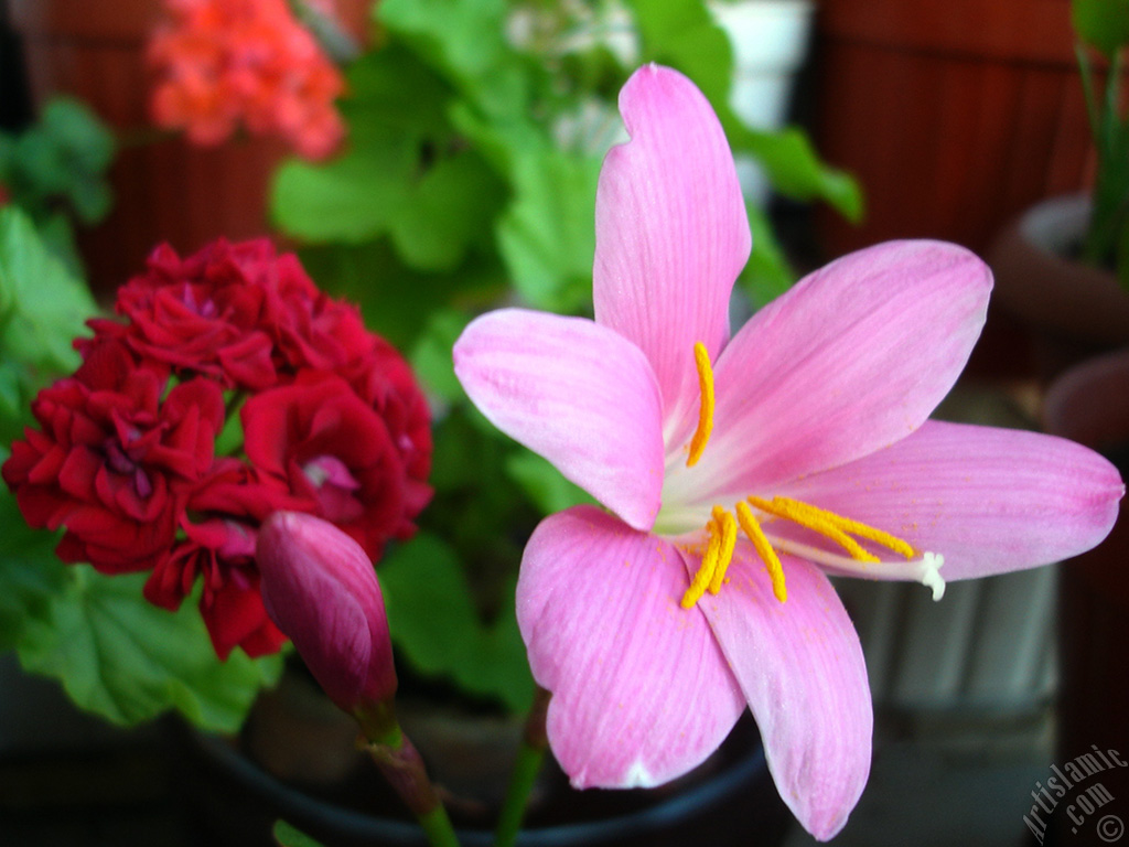 Pink color flower similar to lily.
