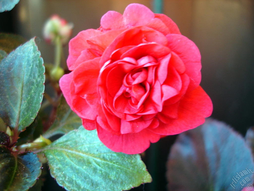 Red color Begonia Elatior flower.
