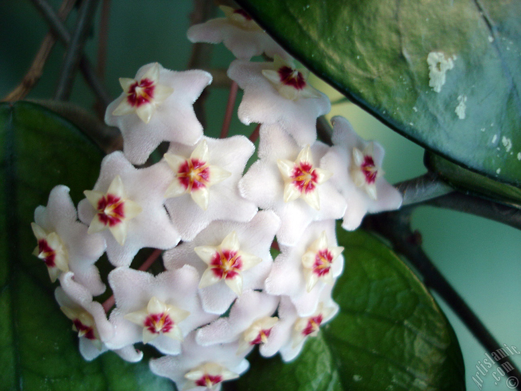 Wax Plant flower.
