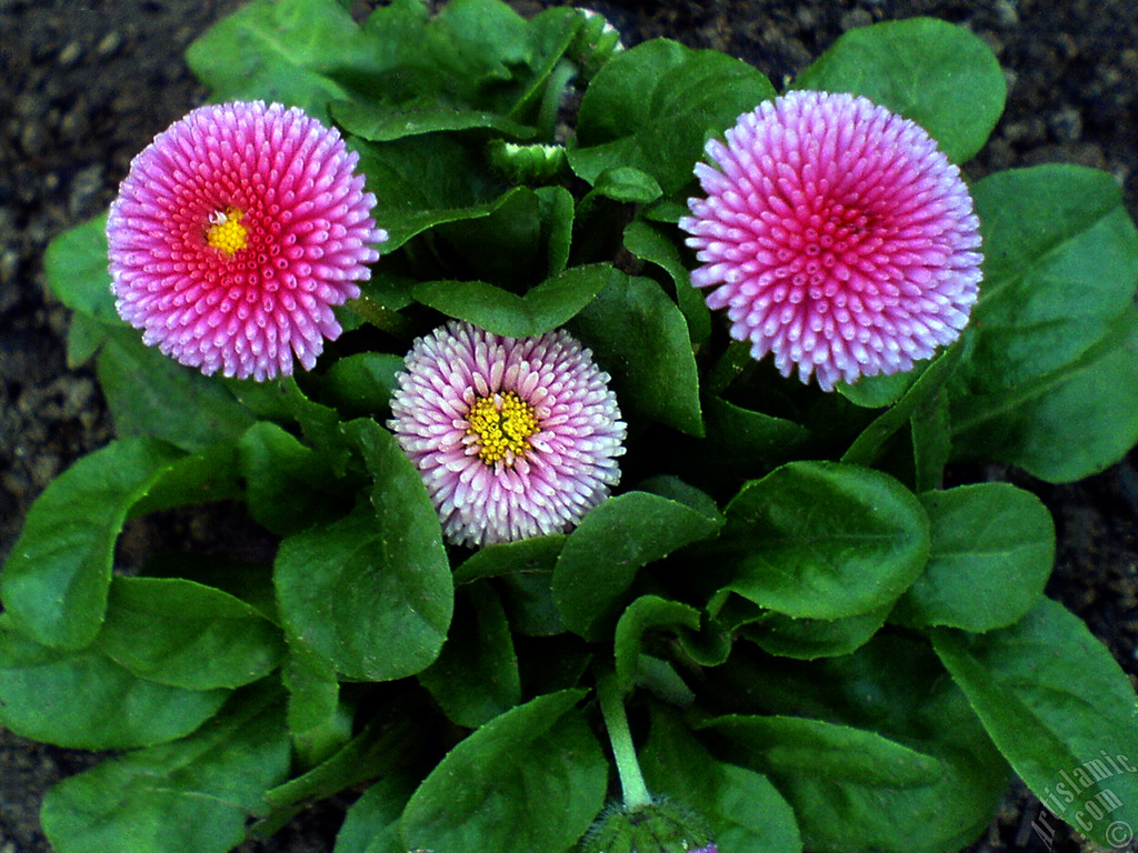 Some pink wildflowers.
