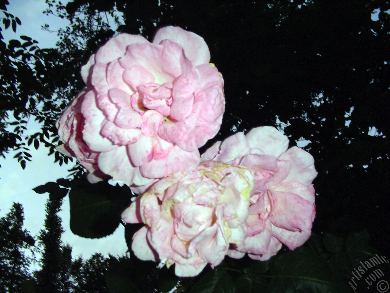 Pink rose photo.
