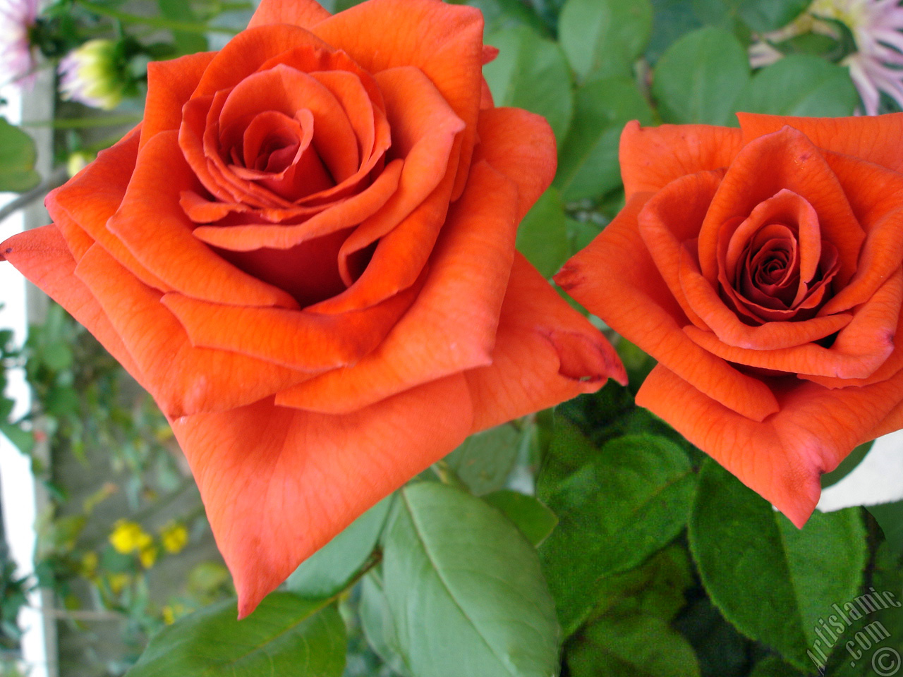 Red rose photo.
