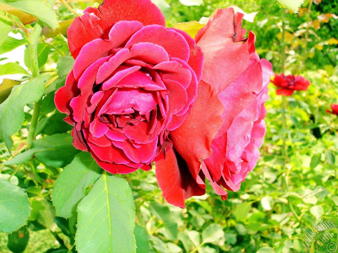 Red rose photo.
