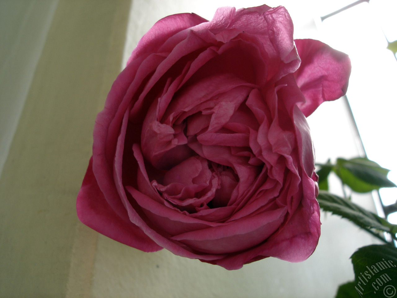 Red rose photo.
