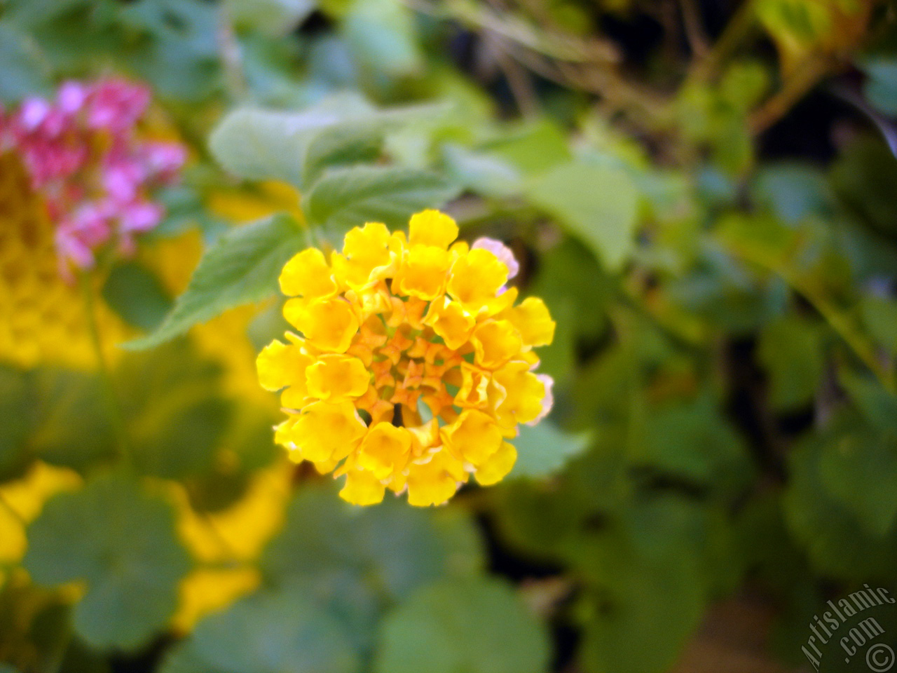 Lantana camara -bush lantana- flower.

