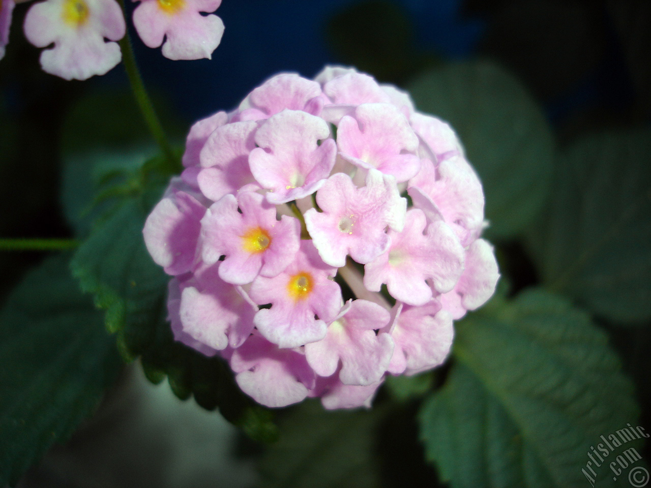 Lantana camara -bush lantana- flower.
