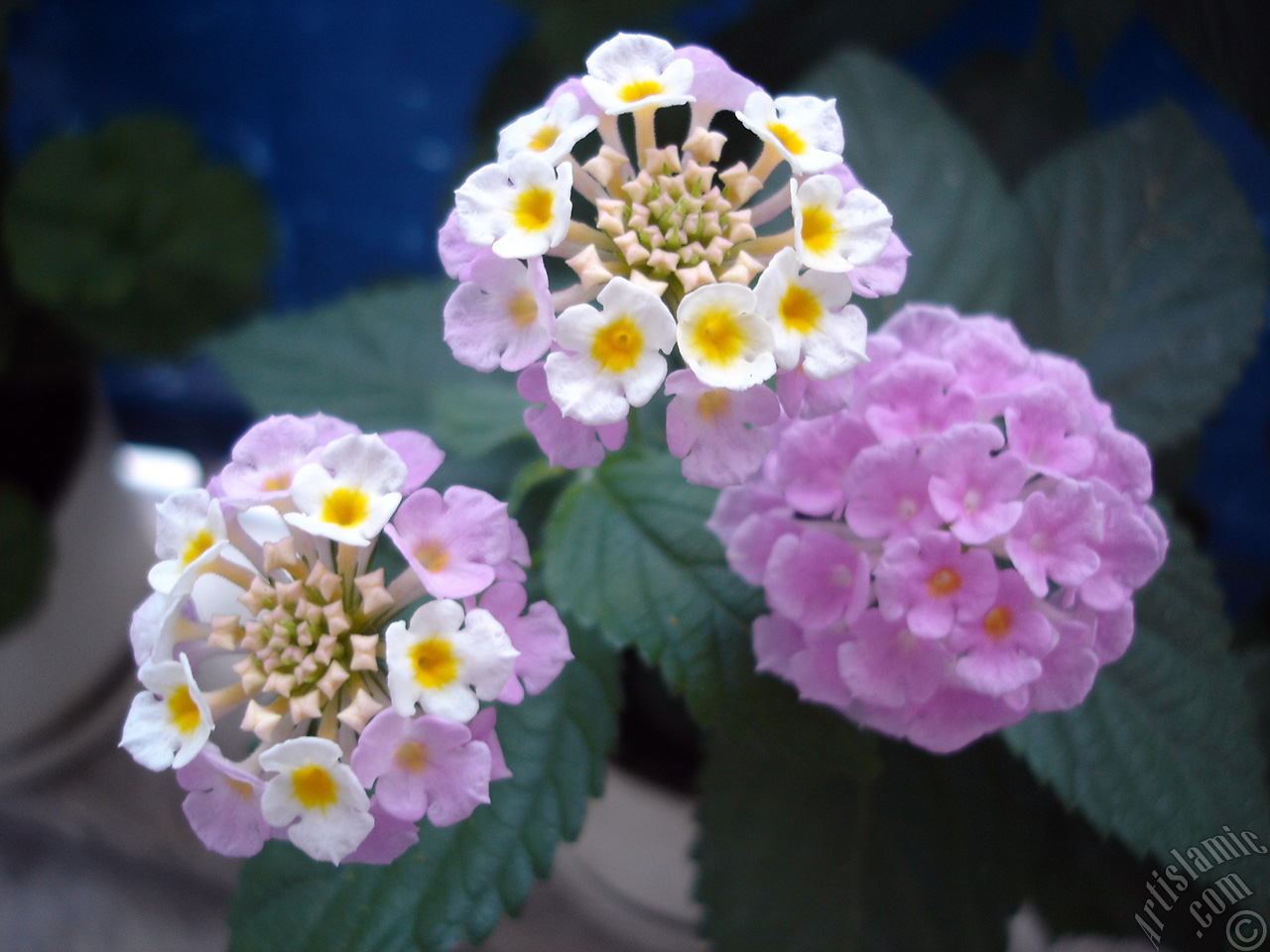 Lantana camara -bush lantana- flower.
