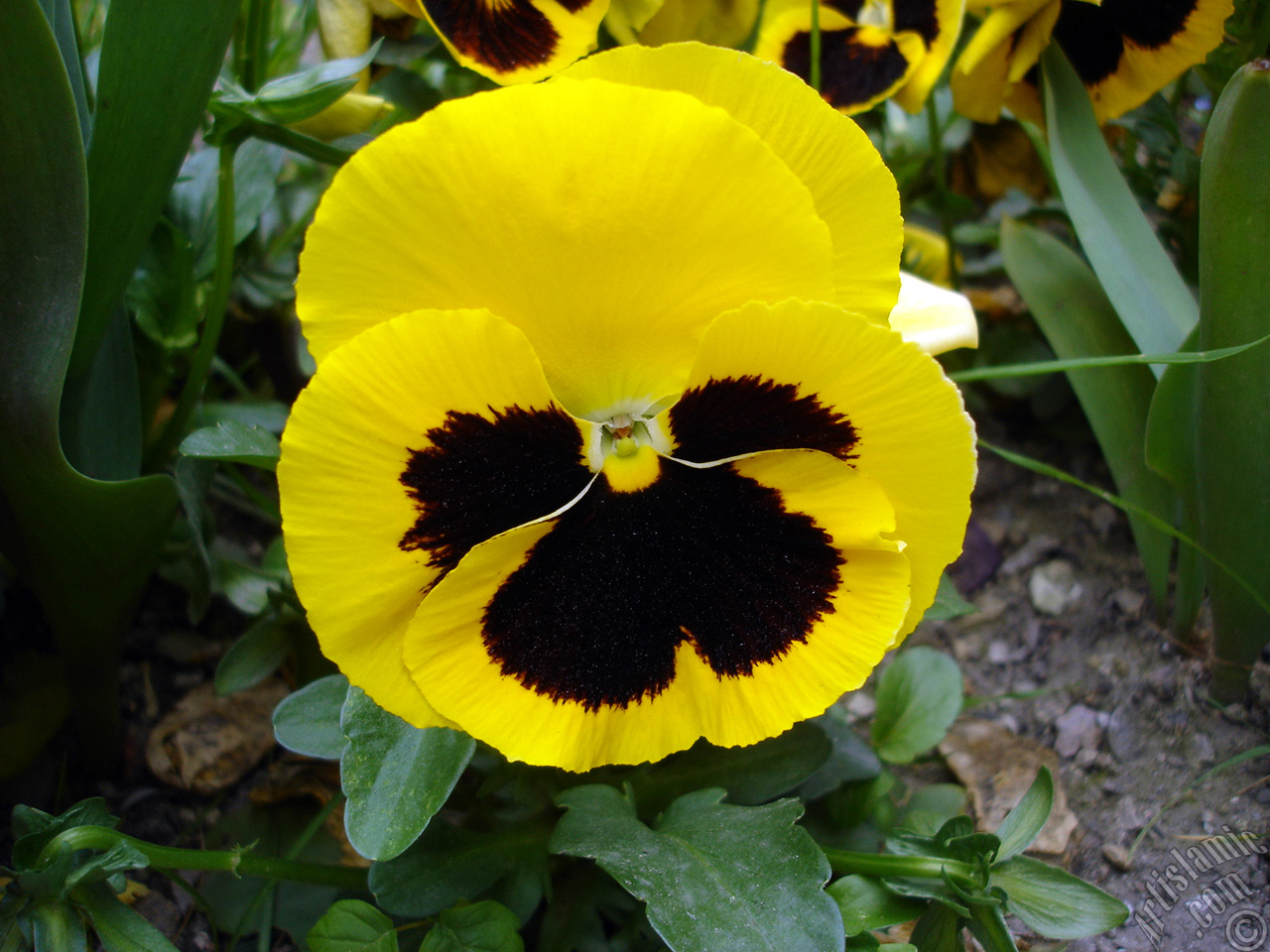 Yellow color Viola Tricolor -Heartsease, Pansy, Multicoloured Violet, Johnny Jump Up- flower.
