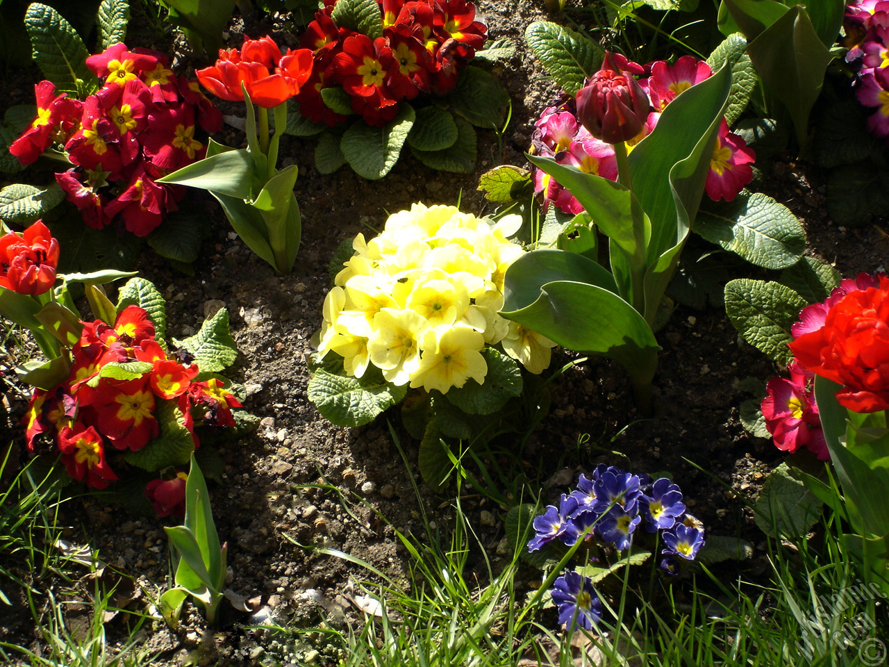 Primrose flower.
