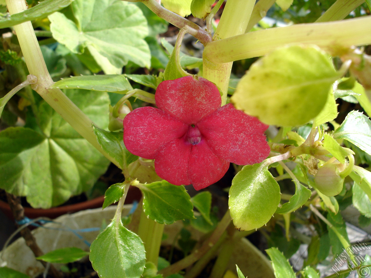 Garden Balsam, -Touch-me-not, Jewel Weed- flower.
