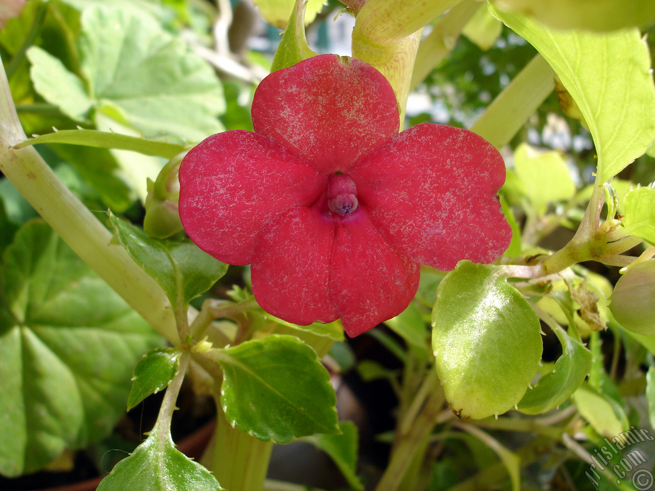 Garden Balsam, -Touch-me-not, Jewel Weed- flower.
