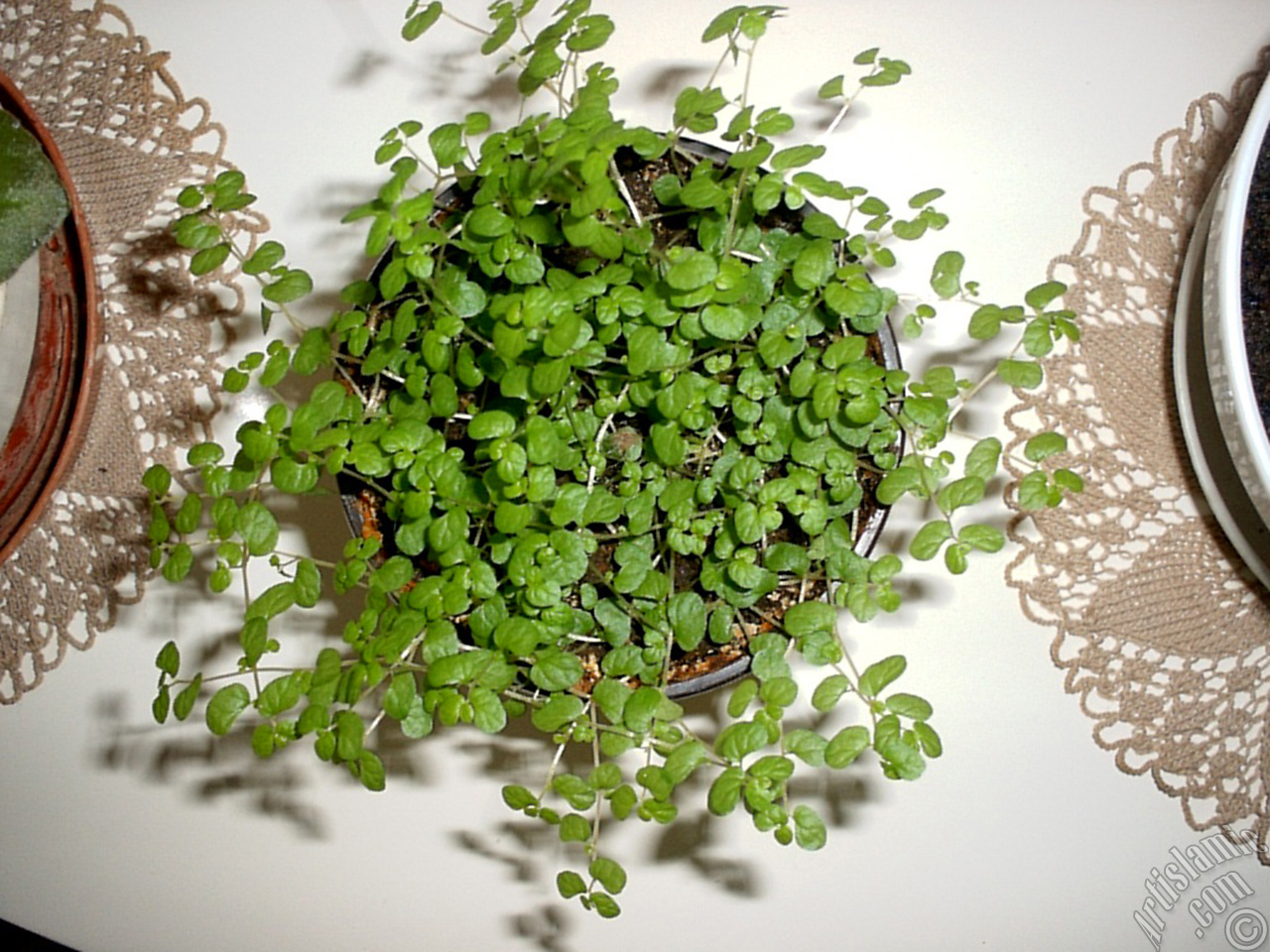 Maidenhair Vine plant.
