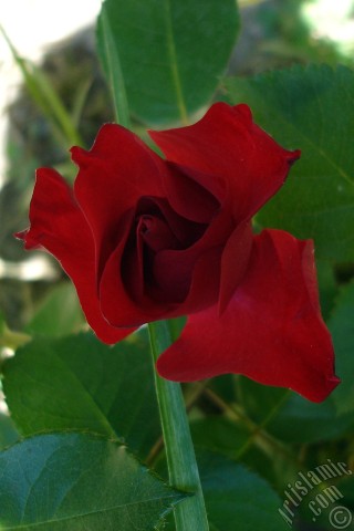 A mobile wallpaper and MMS picture for Apple iPhone 7s, 6s, 5s, 4s, Plus, iPods, iPads, New iPads, Samsung Galaxy S Series and Notes, Sony Ericsson Xperia, LG Mobile Phones, Tablets and Devices: Red rose photo.
