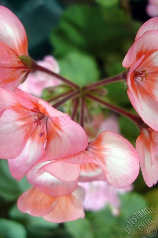 A mobile wallpaper and MMS picture for Apple iPhone 7s, 6s, 5s, 4s, Plus, iPods, iPads, New iPads, Samsung Galaxy S Series and Notes, Sony Ericsson Xperia, LG Mobile Phones, Tablets and Devices: Pink and red color Pelargonia -Geranium- flower.
