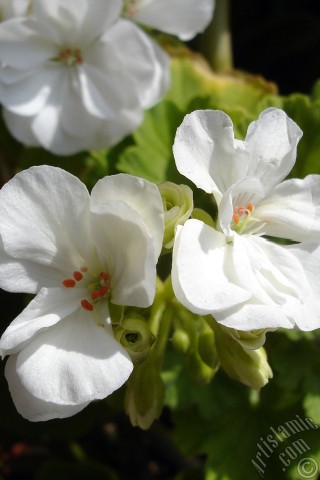 A mobile wallpaper and MMS picture for Apple iPhone 7s, 6s, 5s, 4s, Plus, iPods, iPads, New iPads, Samsung Galaxy S Series and Notes, Sony Ericsson Xperia, LG Mobile Phones, Tablets and Devices: White color Pelargonia -Geranium- flower.
